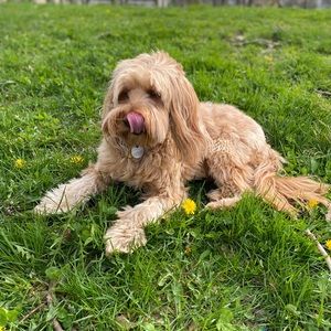 Meet your Posher, Della